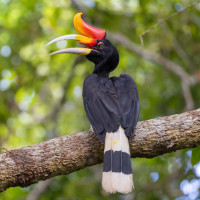 Rhinoceros Hornbill